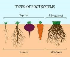 Plant root system