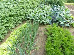 Difference between Intercropping and Mixed cropping