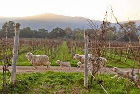 Biodynamic Agriculture