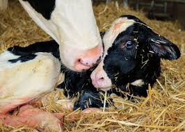 What is Colostrum