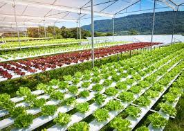 Vertical Farming- Meaning & Advantages - Agriculture Wale