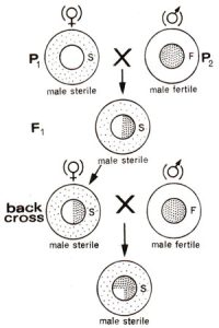 Self-incompatibility & Male sterility