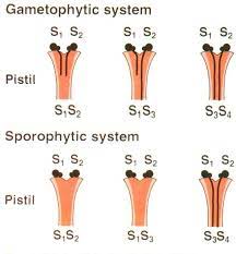 Self-incompatibility & Male sterility