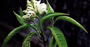 Medicinal Plants and Their Usage